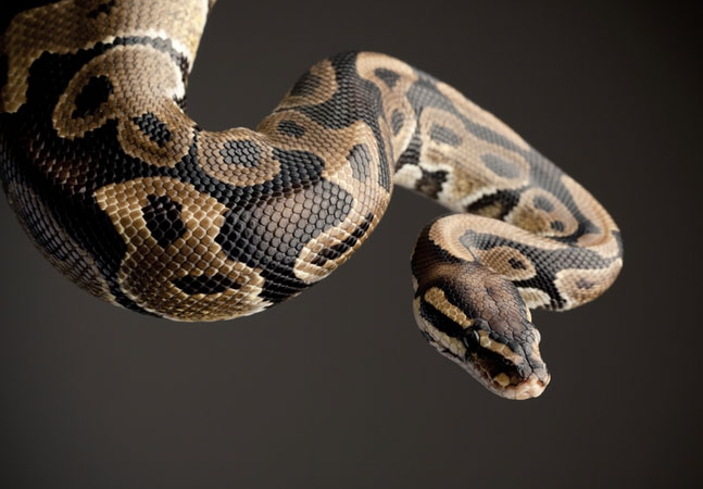 VS Code Gets New Python Language Server, Named After Monty Python Character  -- Visual Studio Magazine