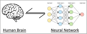 The Human Brain and the Neural Network