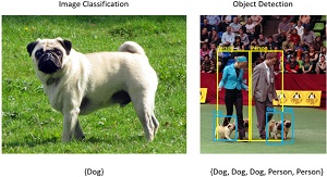 Image Classification/Object Detection