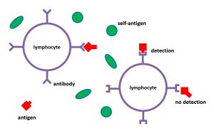 Figure 2: Simplified Immune System